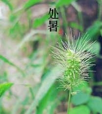 2017年处暑如何养生 2017年处暑如何养生